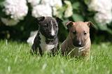 BULL TERRIER MINIATURE 210